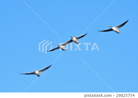 雪雁 雪雁 29825754