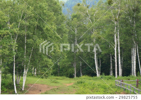 白樺林 白樺林 29825755