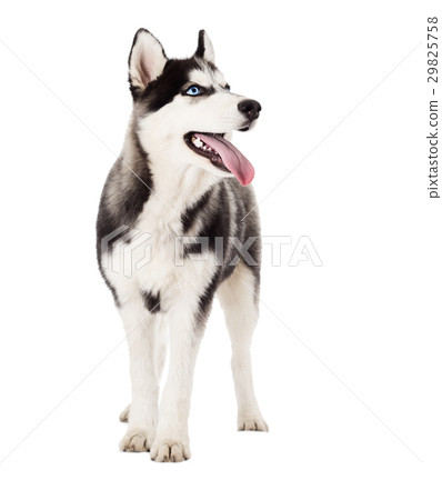 Siberian husky dog 29825758