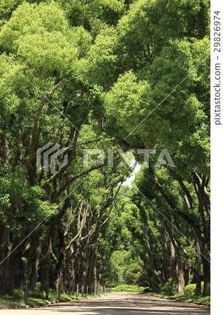 Traffic tree 2 29826974