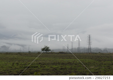 Tree and electric tower Tree and electric tower 29827253