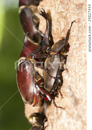 beetle scarabaeidae scarabs stock photo 29827454 pixta
