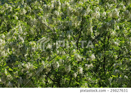 Fake Acacia (Harienju) Fake Acacia (Harienju) 29827631