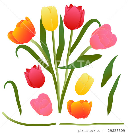Colorful Bouquet Tulip. Vector Illustration. Colorful Bouquet Tulip. Vector Illustration. 29827809