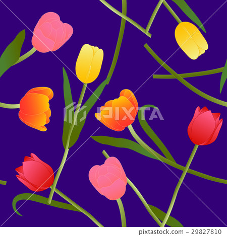 Colorful Tulip on Blue Violet Background. Colorful Tulip on Blue Violet Background. 29827810