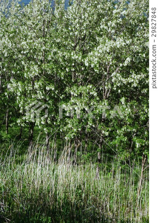 Fake Acacia (Harienju) Fake Acacia (Harienju) 29827848