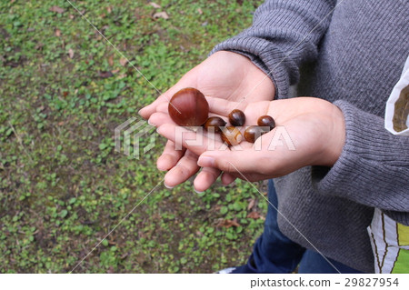 I found an acorn. 29827954