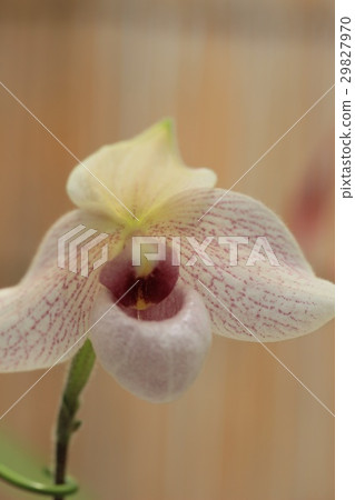 Orchid Orchid 29827970