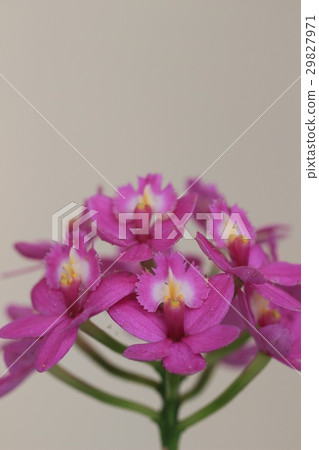 Purple Purple 29827971