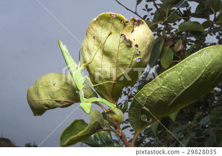 白尾螳螂 29828035