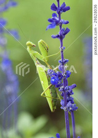 White-tailed Mantis 29828036