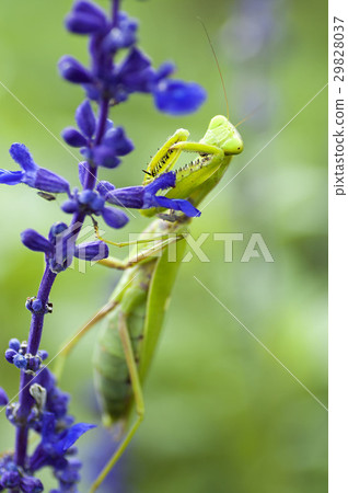 白尾螳螂 29828037