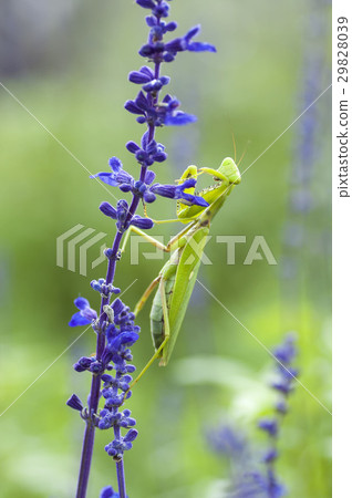 白尾螳螂 29828039