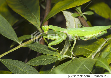 白尾螳螂 29828042