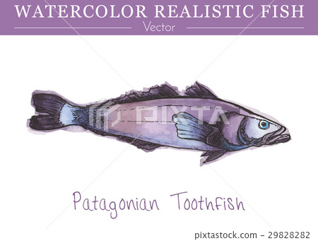 Eatable Fish Vector Hand painted watercolor edible fish. Vector design - Stock Illustration ...