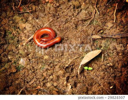 Small millipede on soil Small millipede on soil 29828307