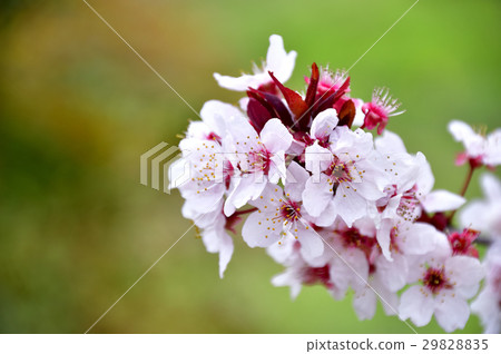 Venetrumomo之花 29828835