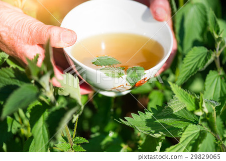 Infusion of nettles 29829065