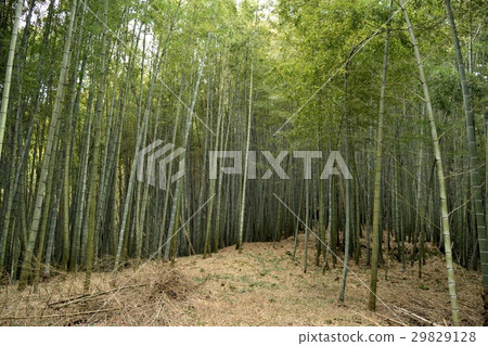 竹 竹 29829128