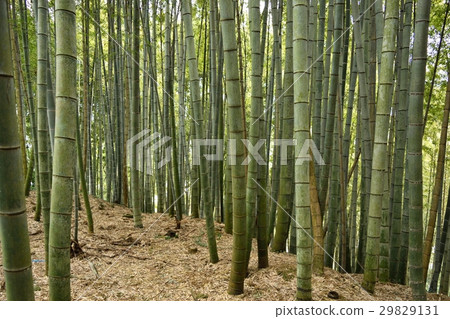 Bamboo 29829131