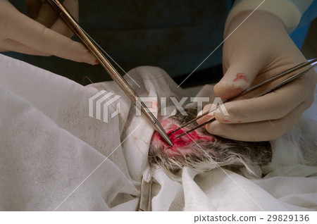 Operation on the rabbit's paw Operation on the rabbit's paw 29829136