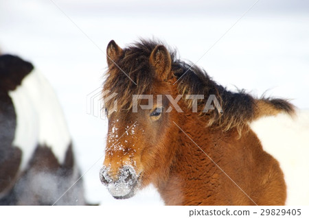 A red pony is standing in the snow A red pony is standing in the snow 29829405