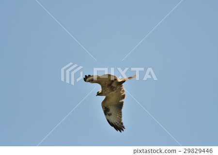 Flight of a scorpion a1 29829446
