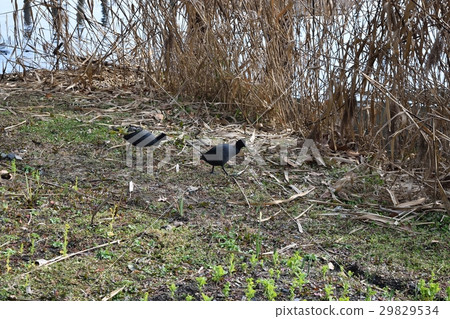 琵琶湖的Ooban 琵琶湖的Ooban 29829534