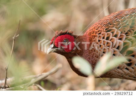 Beautiful Japanese unique species · Yamadori Male Beautiful Japanese unique species · Yamadori Male 29829712