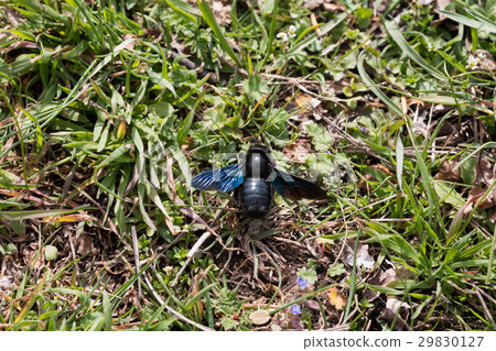 Violet carpenter bee 29830127