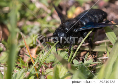 Violet carpenter bee 29830128