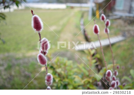 Akanagiyanagi（Neko） 29830218