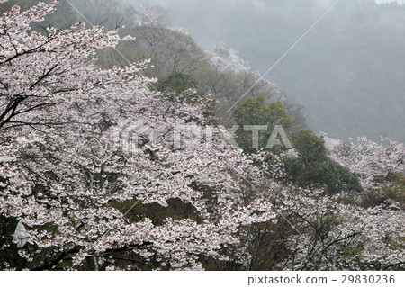 Yagiyama cherry tree Yagiyama cherry tree 29830236
