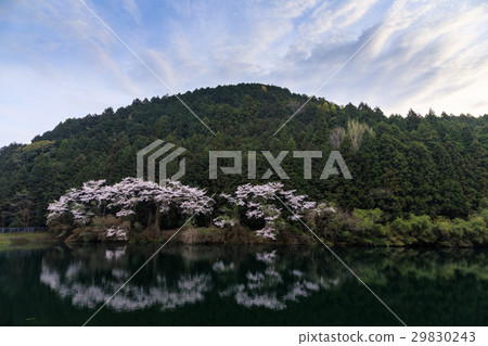 Yagiyama cherry tree 29830243