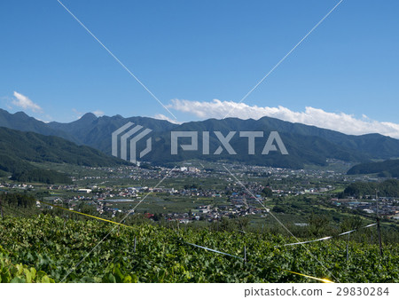 葡萄園和山之內町的街道 29830284
