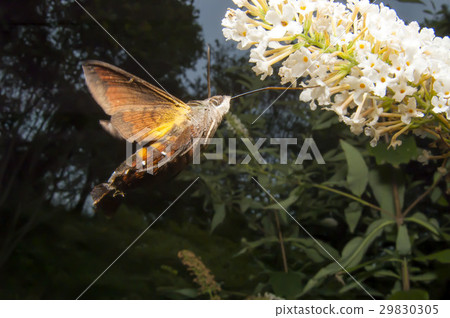 Hoshi hojaku 29830305