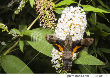 Hoshi hojaku 29830306