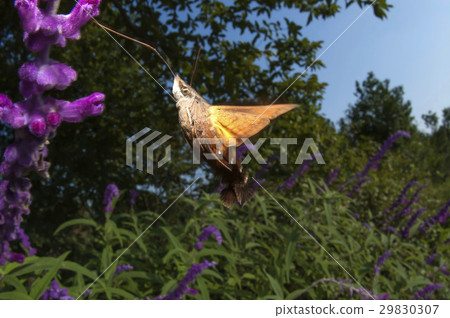 Hoshi hojaku Hoshi hojaku 29830307