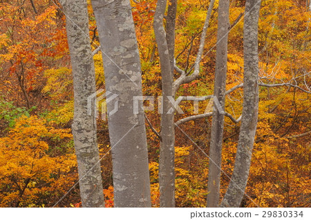 Beech forest Nishikakayama, Kinshu 29830334