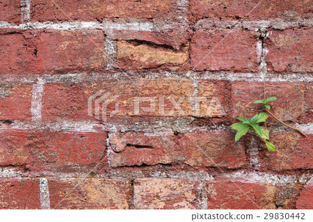 The old cracked wall with small plant. 29830442