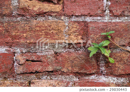 The old cracked wall with small plant. The old cracked wall with small plant. 29830443
