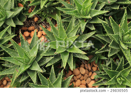 Cactus with thorns on ground. 29830505