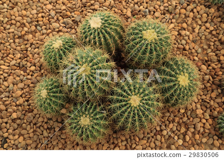 Group of Cactus with thorns on pebble ground. 29830506
