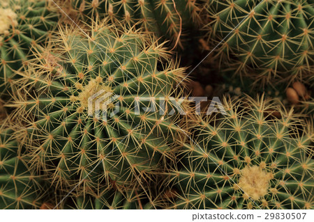 Close up of Cactus with thorns, top view. 29830507