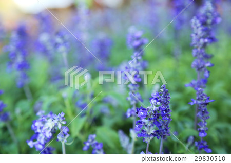 Blue wildflower with blur background by macro lens 29830510