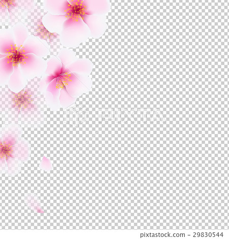 Cherry Flowers Isolated Cherry Flowers Isolated 29830544