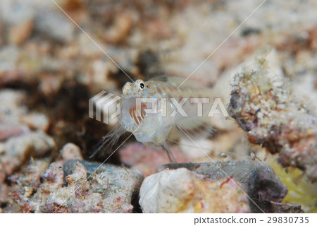Hojoshi Synoviase 29830735