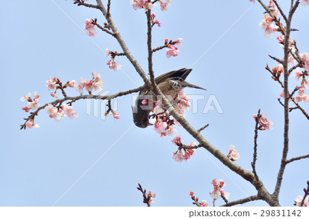 Anzai cold cherry tree Anzai cold cherry tree 29831142