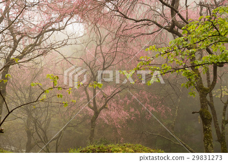 Mountain of spring Mountain of spring 29831273