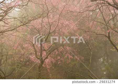 Mountain of spring Mountain of spring 29831274